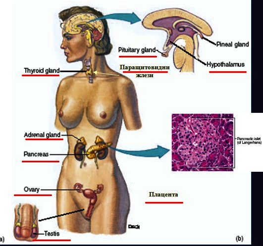 хормони и ендокринни жлези