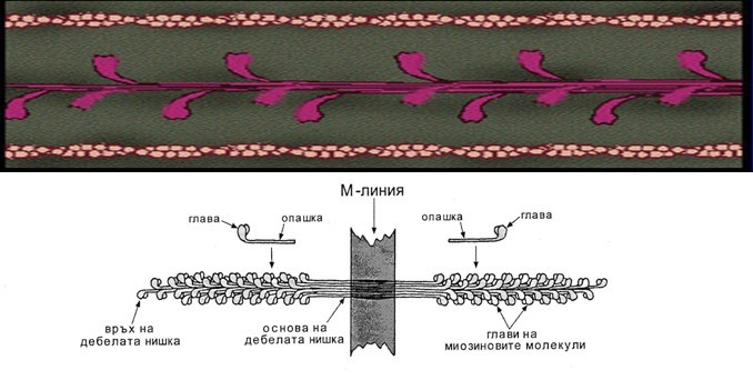 миозинов миофиламент