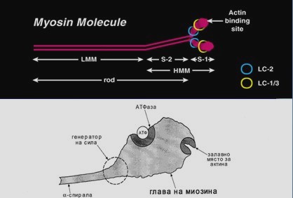 миозинова молекула