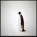 пингвин императорски