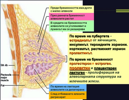 развитие на млечните жлези
