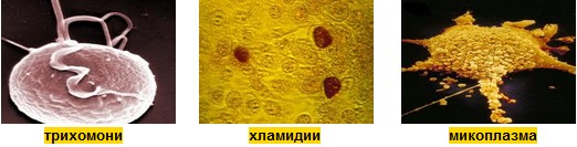 хламидии микоплазама
