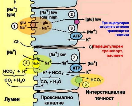 тубулен транспорт-проксимален тубул