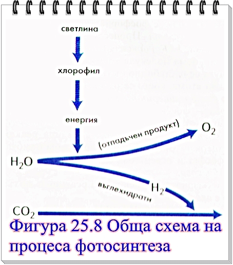 фотосинтеза